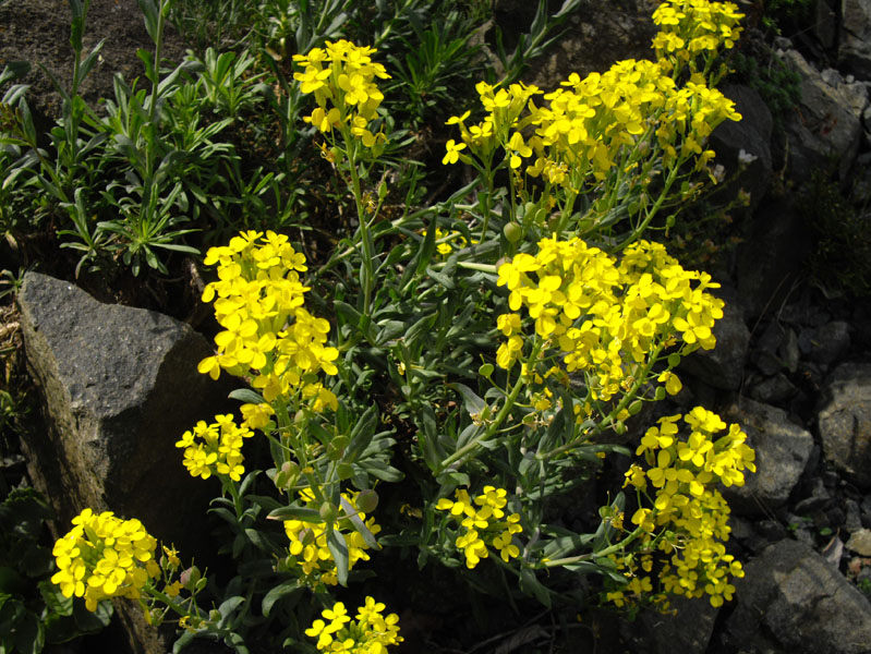 Alyssoides utriculata